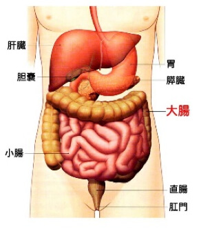 腹部内の大腸の位置