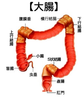 大腸の全体図