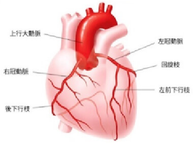 冠動脈：心臓（心筋）に動脈血を供給する血管
