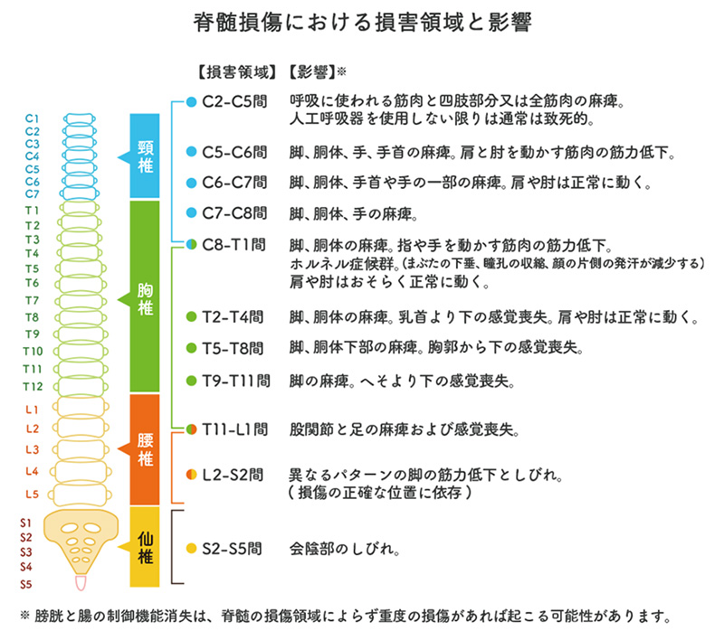 脊髄損傷における損傷領域と影響