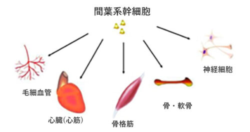 間葉系幹細胞とその分化先を示す図